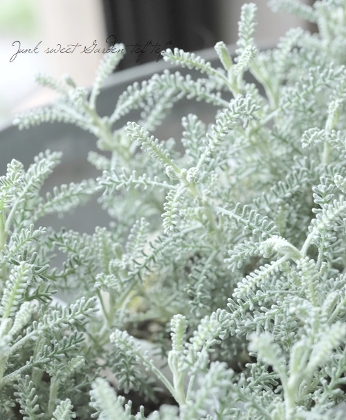 ����ȥ�� (���ޥ����ѥ�å���)���إ���С��ߥ顼��