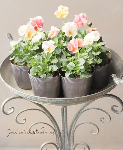 ハンドメイド ビオラ i>Viola×wittrockiana </i><BR><BR>アンティークカラーのビオラ