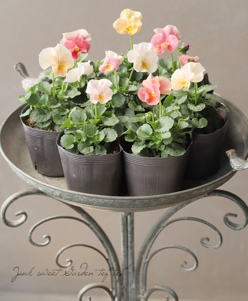 ☆育種うえたオリジナルビオラ 『試作品種』 2024 No.124 | すべての