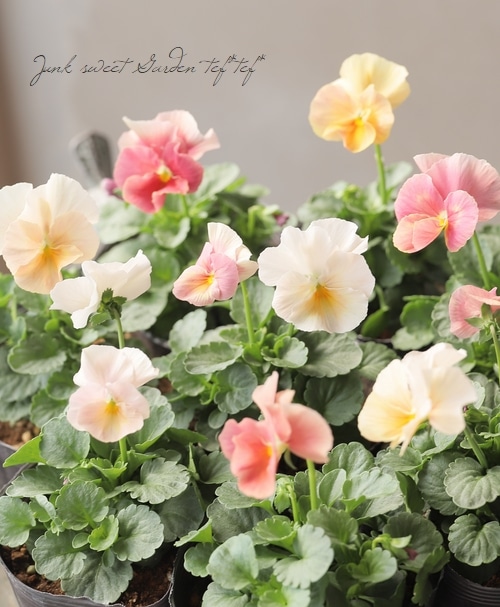 ☆育種うえたオリジナルビオラ 『試作品種』 2024 No.124 | すべての ☆育種うえたオリジナルビオラ 『試作品種』 2024 No.124 | すべての