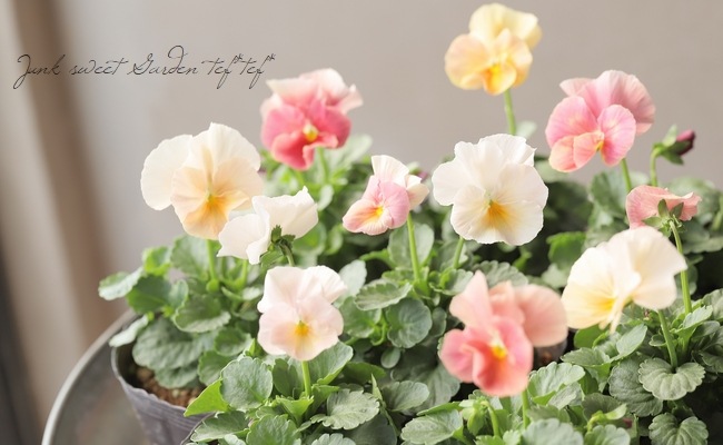 ☆育種うえたオリジナルビオラ 『試作品種』 2024 No.124 | すべての