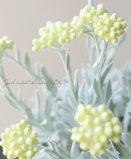 �������ʽɺ��� �إꥯ�ꥵ�� �إ���������������ɡ�