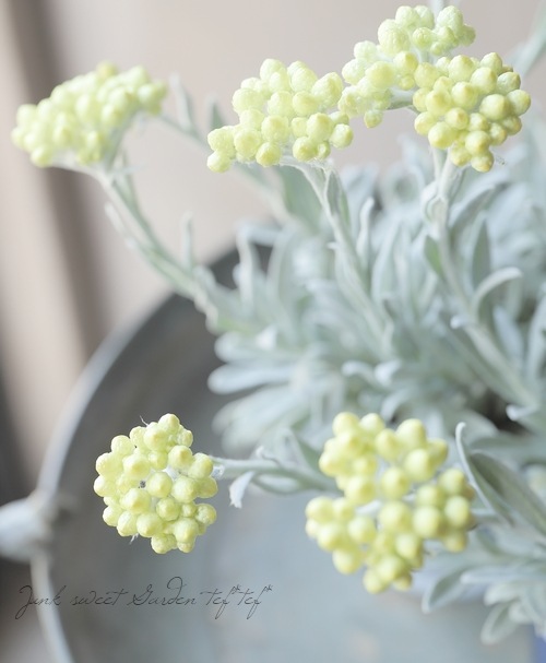 �������ʽɺ��� �إꥯ�ꥵ�� �إ���������������ɡ�