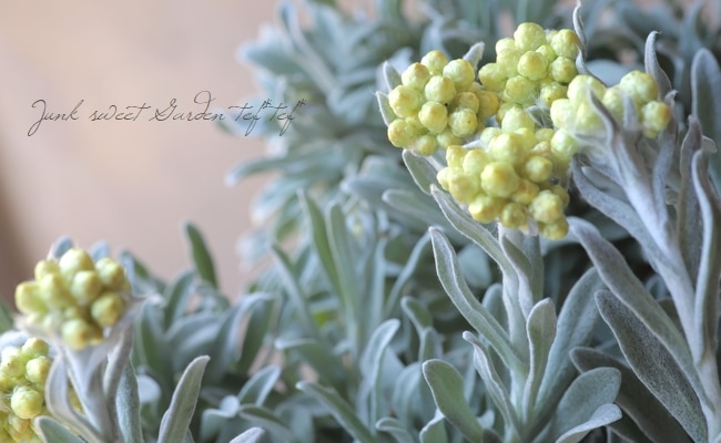 �������ʽɺ��� �إꥯ�ꥵ�� �إ���������������ɡ�