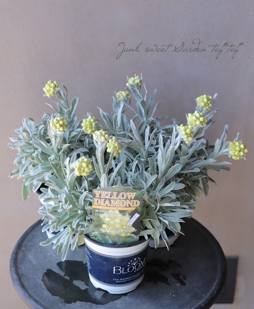 �������ʽɺ��� �إꥯ�ꥵ�� �إ���������������ɡ�