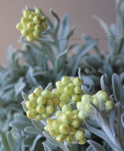 �������ʽɺ��� �إꥯ�ꥵ�� �إ���������������ɡ�