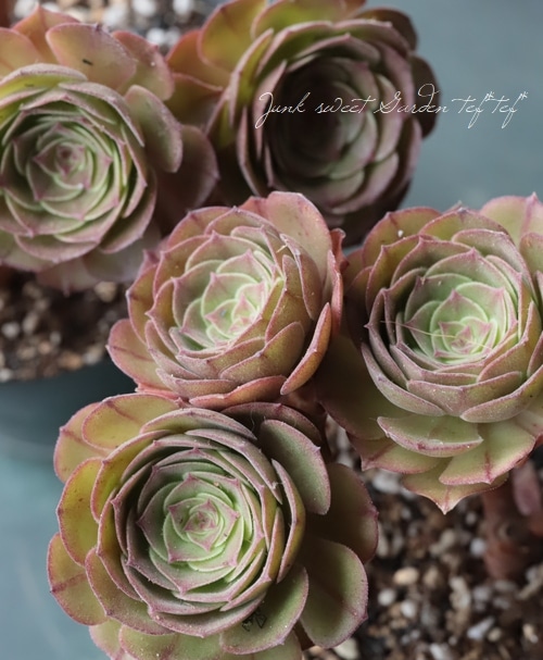 多肉植物】 『ハロウィン』 大株 アエオニウム属☆ | すべての商品