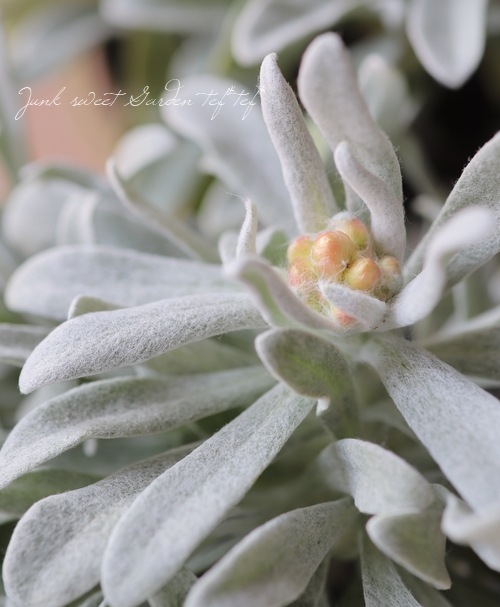 �������ʽɺ��� �إꥯ�ꥵ�� �إ���������������ɡ�