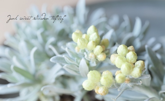 おしゃれな宿根草 ヘリクリサム 『イエローダイヤモンド』 | すべての