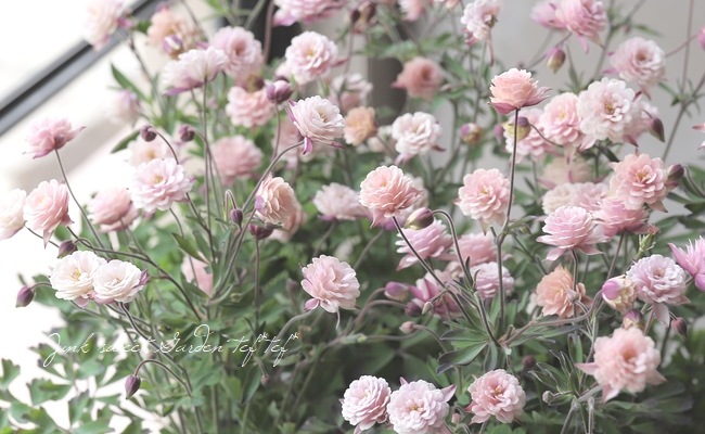 ��LUXURY SELECTION��tef*tef*���ꥸ�ʥ롪Ȭ�ź餭�����ޥ����إ��饷���륻�ԥ��� 2ǯ��1��ʪ��C��