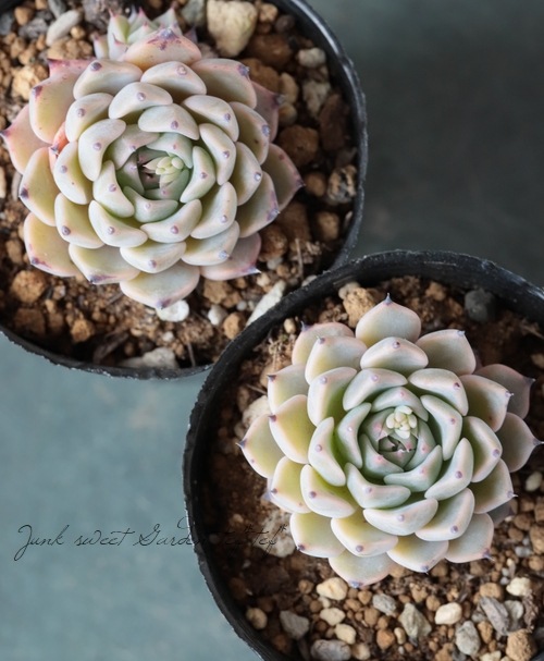 ��¿����ʪ�� �غ���ɱ��ð�١������٥ꥢ°��