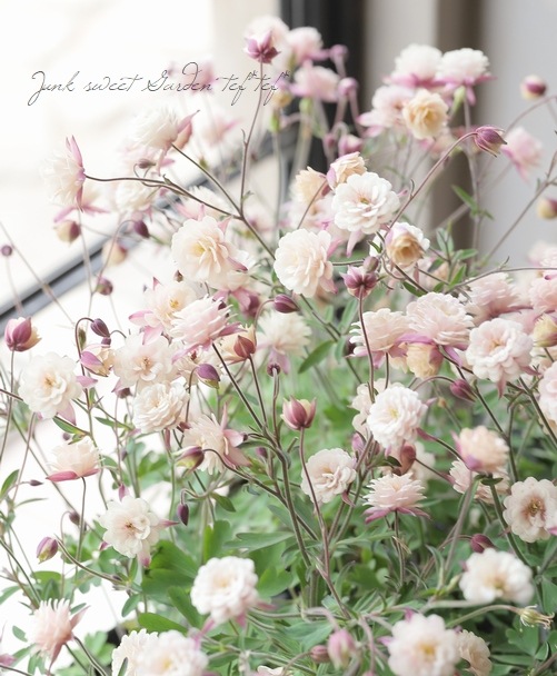 ��LUXURY SELECTION��tef*tef*���ꥸ�ʥ롪Ȭ�ź餭�����ޥ����إ��饷���륻�ԥ��� 2ǯ��1��ʪ��C��