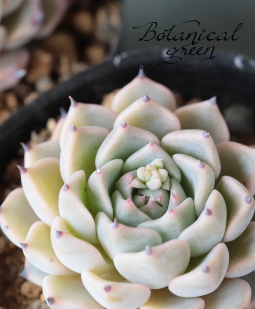 ��¿����ʪ�� �غ���ɱ��ð�١������٥ꥢ°��