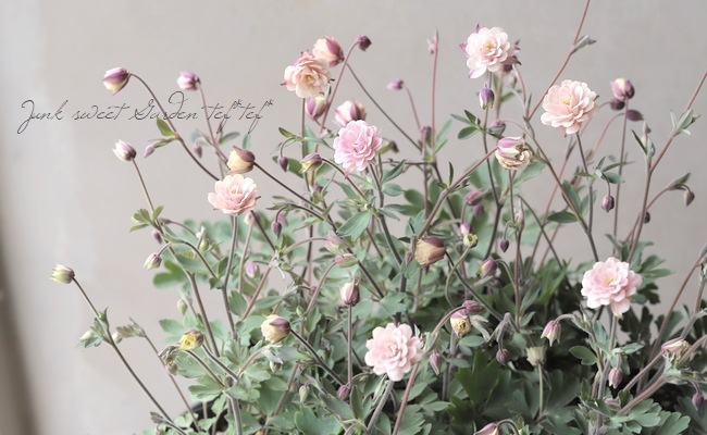 ��LUXURY SELECTION��tef*tef*���ꥸ�ʥ롪Ȭ�ź餭�����ޥ����إ��饷���륻�ԥ��� 2ǯ��1��ʪ��C��