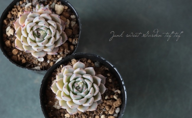 ��¿����ʪ�� �غ���ɱ��ð�١������٥ꥢ°��