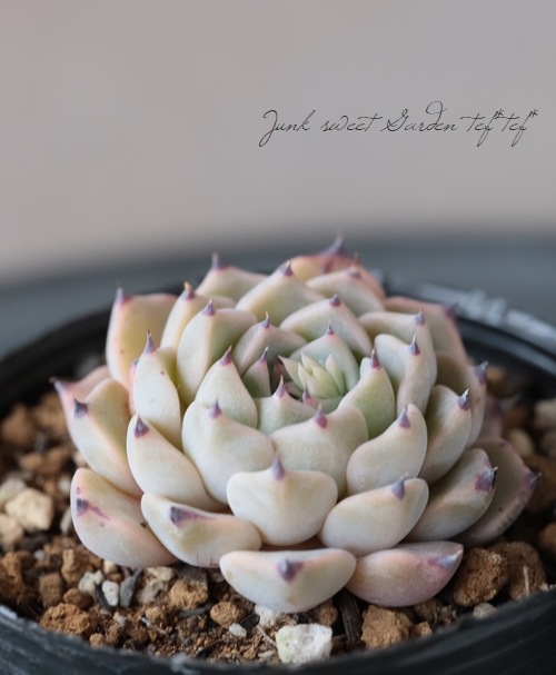 ��¿����ʪ�� �غ���ɱ��ð�١������٥ꥢ°��