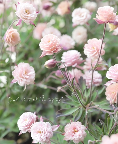 ��LUXURY SELECTION��tef*tef*���ꥸ�ʥ롪Ȭ�ź餭�����ޥ����إ��饷���륻�ԥ��� 2ǯ��1��ʪ��C��