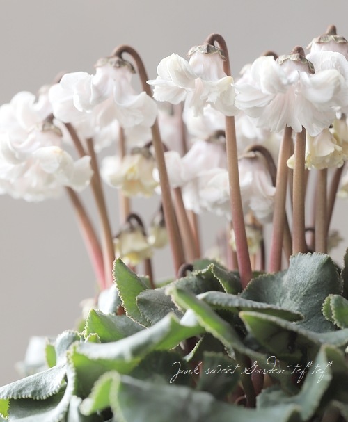 シクラメン 『天使のはね』 2025.No.D | すべての商品 | | Junk sweet