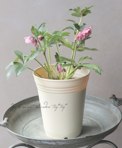 クリスマスローズ 『川久保交配・超多弁ダブル』 2026【No.1