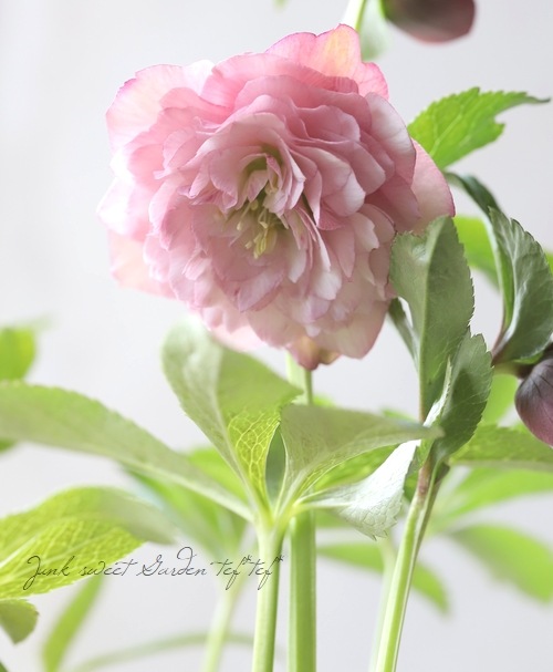 クリスマスローズ 『川久保交配・超多弁ダブル』 2026【No.1