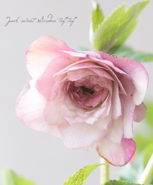 クリスマスローズ 『川久保交配・超多弁ダブル』 2026【No.1