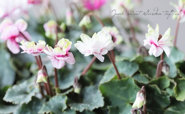 Ȭ�ź餭�����ǥ󥷥������褬���꡼�󡪡إ��꡼��ƥ������