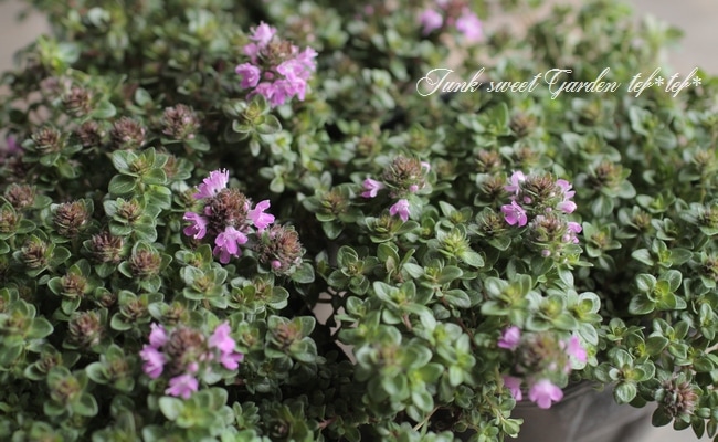 �إ��֥����㥳�������� �ԥ󥯲�