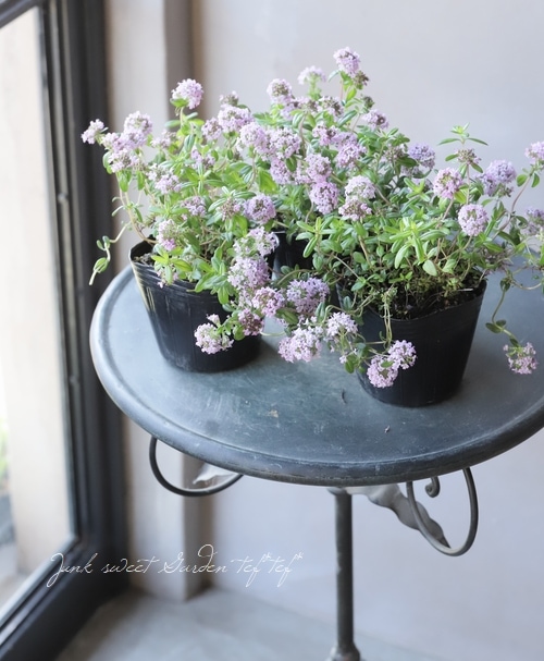 �إ��֥����㥳�������� �ԥ󥯲�