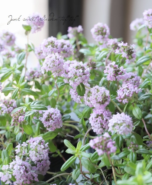 �إ��֥����㥳�������� �ԥ󥯲�