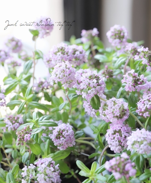 �إ��֥����㥳�������� �ԥ󥯲�