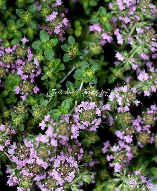 �إ��֥����㥳�������� �ԥ󥯲�