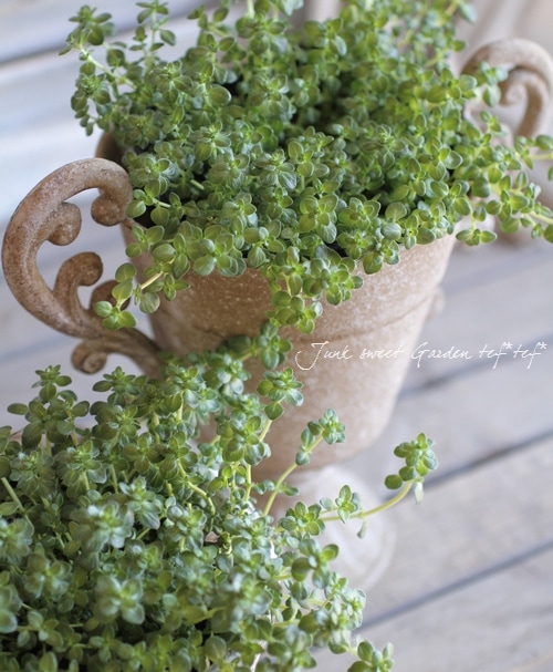 �إ��֥����㥳�������� �ԥ󥯲�