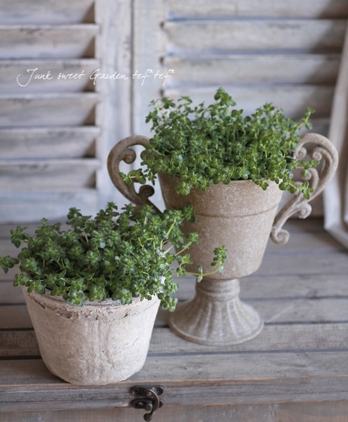 �إ��֥����㥳�������� �ԥ󥯲�