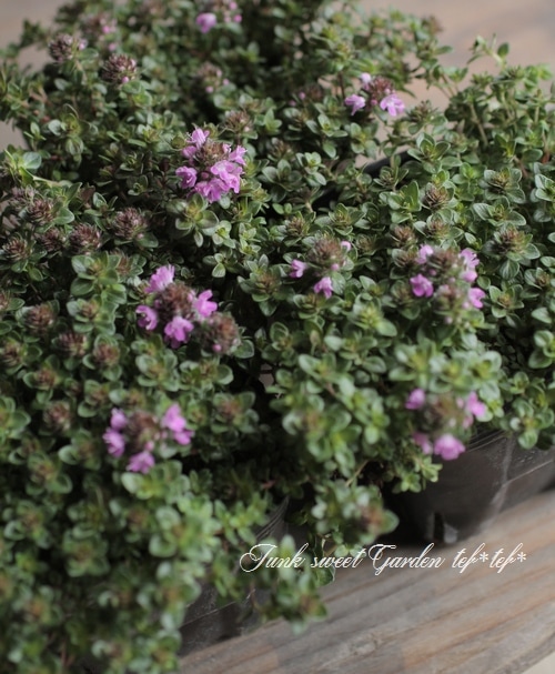 �إ��֥����㥳�������� �ԥ󥯲�