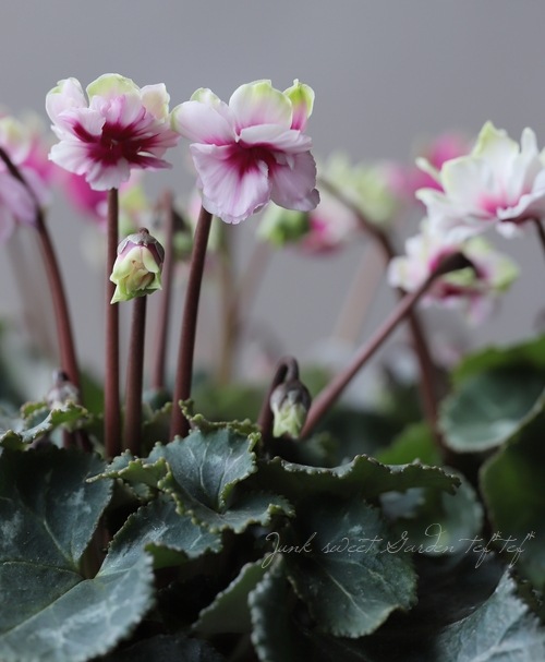 Ȭ�ź餭�����ǥ󥷥������褬���꡼�󡪡إ��꡼��ƥ������