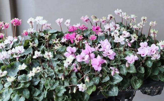 Ȭ�ź餭�����ǥ󥷥������褬���꡼�󡪡إ��꡼��ƥ������