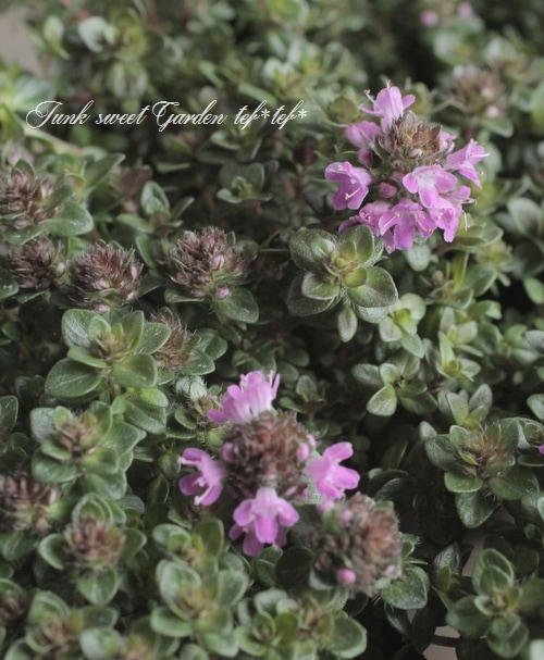 �إ��֥����㥳�������� �ԥ󥯲�