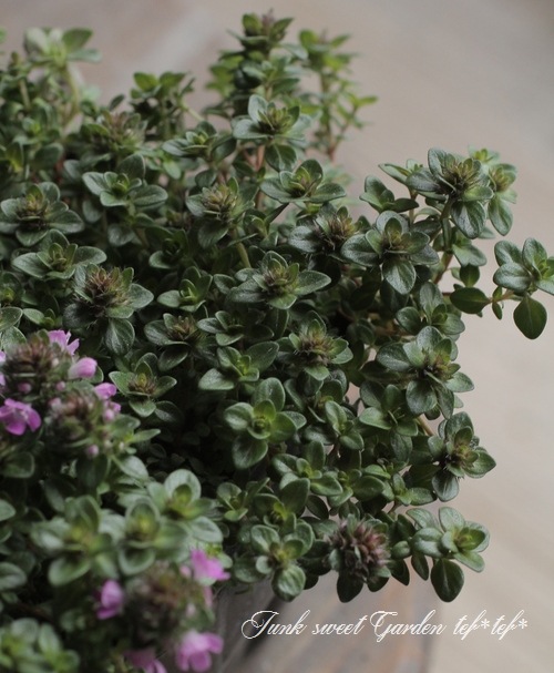 �إ��֥����㥳�������� �ԥ󥯲�