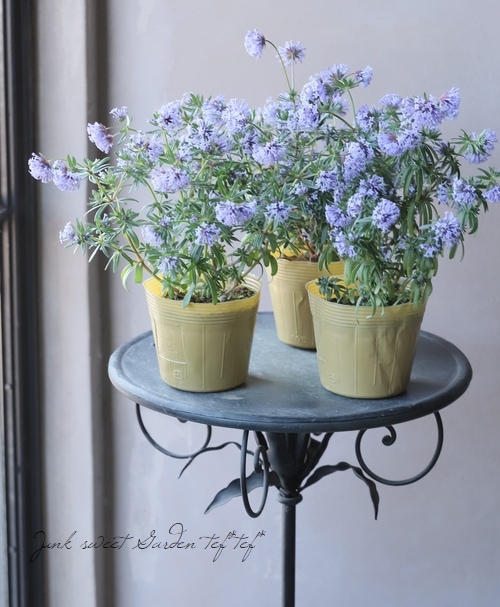 アスペルラ 『オリエンタリス』 | すべての商品 | | Junk sweet Garden