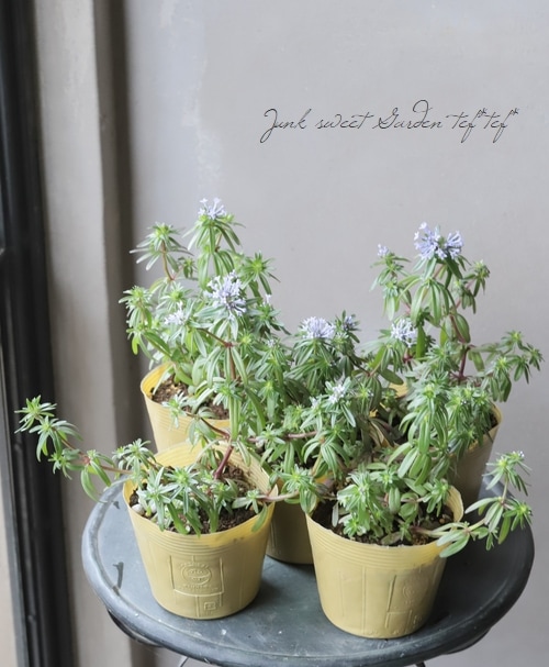 アスペルラ 『オリエンタリス』 | すべての商品 | | Junk sweet Garden