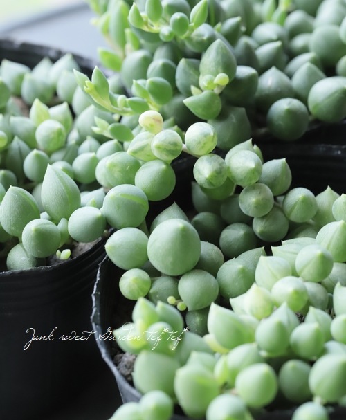 ��¿����ʪ�ۡ��إԡ����ͥå��쥹�١������ꡩ