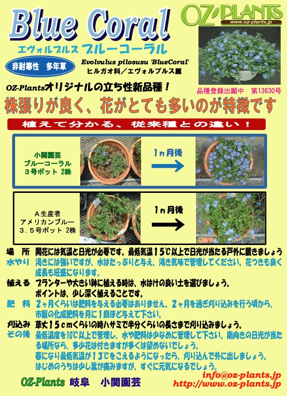 �������ܥ�֥륹���إ֥롼��������