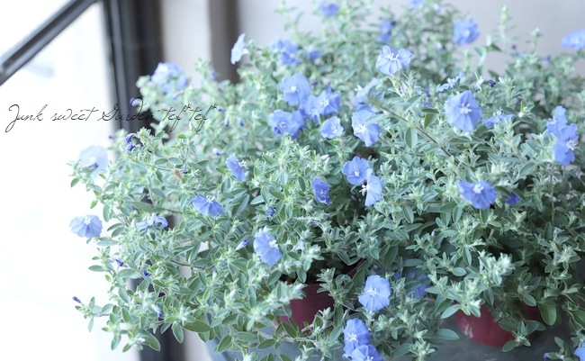 這性エボルブルス ブルーコーラル すべての商品 Junk Sweet Garden Tef Tef