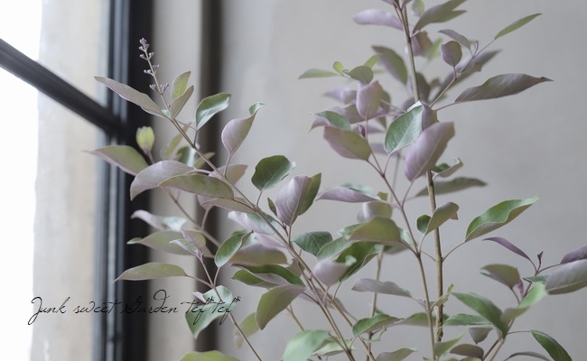 ニホントキソウ 鉢植え　葉芽 90本以上　増殖品 日本トキソウを育てています☺️｜🍀GreenSnap（グリーンスナップ）