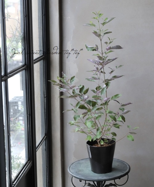 ニホントキソウ 鉢植え　葉芽 90本以上　増殖品 日本トキソウを育てています☺️｜🍀GreenSnap（グリーンスナップ）