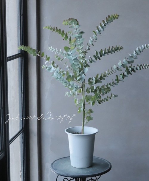 ユーカリページ ユーカリ 『ギンセカイ』 | すべての商品 | | Junk sweet Garden