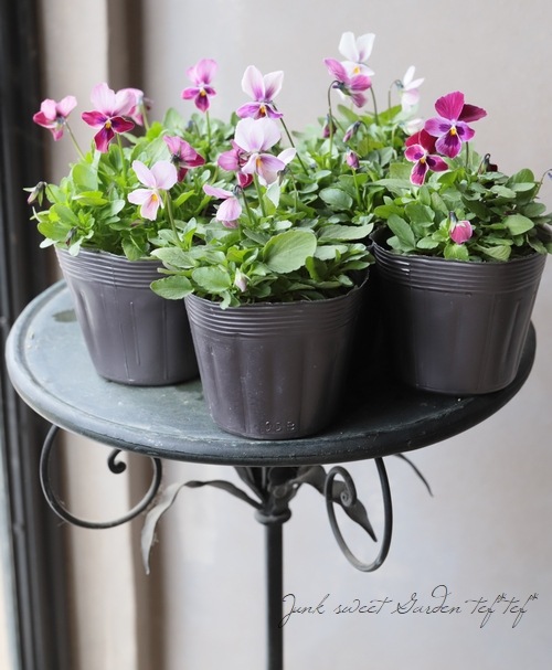 育種うえたオリジナルビオラ 『セクシークィーン』 | すべての商品