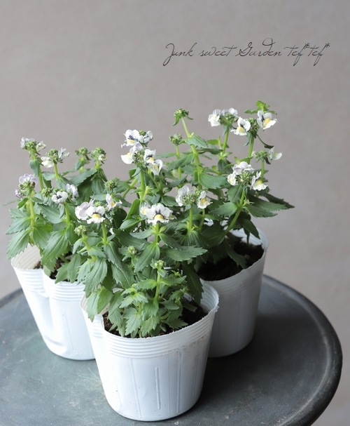 ˧ɺͥ᥷ͥإ󥷥㥤