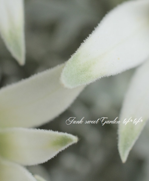 フランネルフラワー 『フェアリーホワイト』 | すべての商品 | | Junk