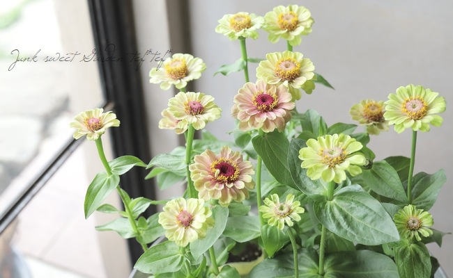 Ȭ�ź餭���˥����������� �إ饤�०�����֥��å���